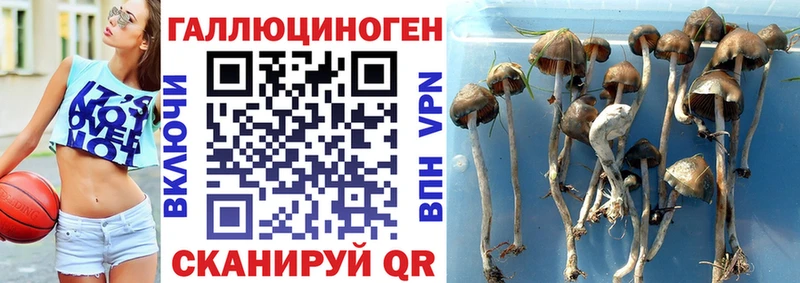 купить закладку  Зерноград  Псилоцибиновые грибы Cubensis 