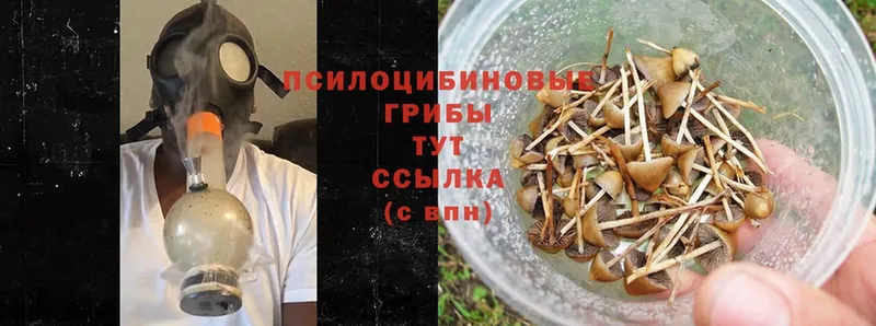 Галлюциногенные грибы Psilocybe  магазин продажи наркотиков  Зерноград 